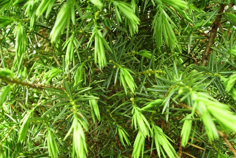 Изображение особи Juniperus communis.