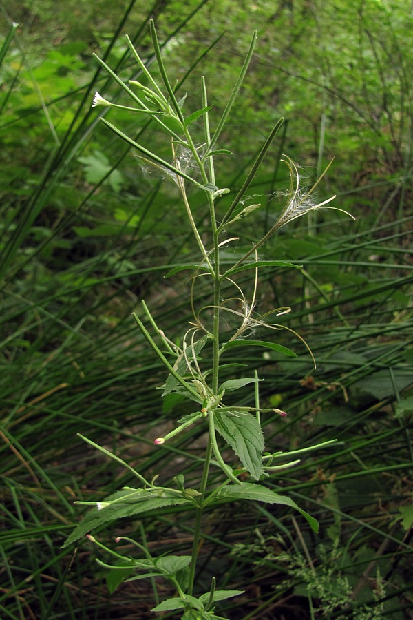 Image of Epilobium pseudorubescens specimen.