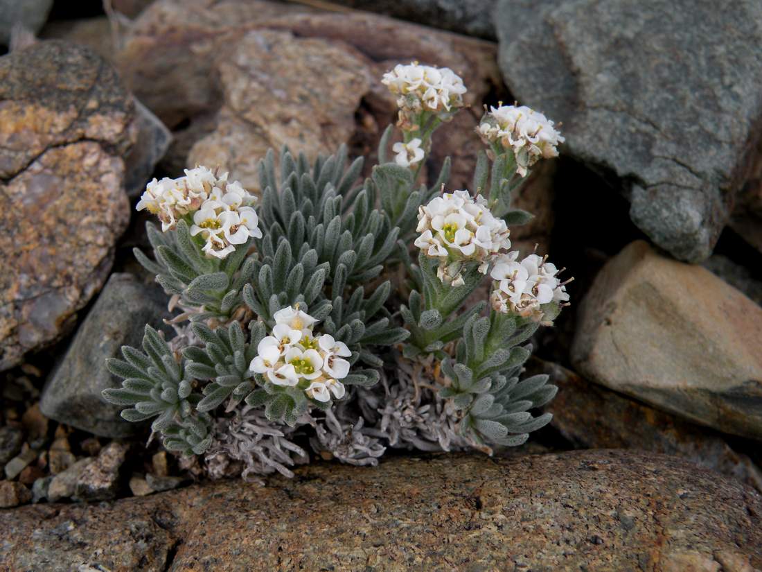 Изображение особи Ptilotrichum canescens.