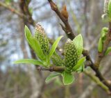 Salix myrsinifolia. Соцветия. Окр. Архангельска, окраина ивняка. 19.05.2011.