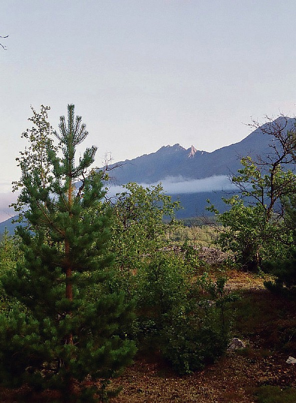 Image of Pinus friesiana specimen.