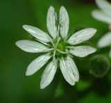 Myosoton aquaticum