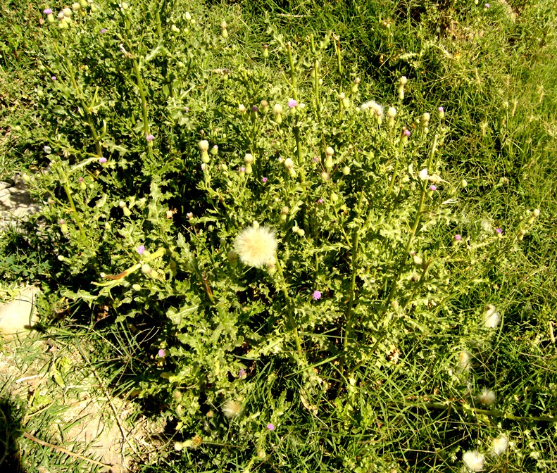 Изображение особи Cirsium ochrolepideum.