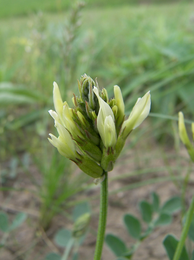 Image of Astragalus calycinus specimen.