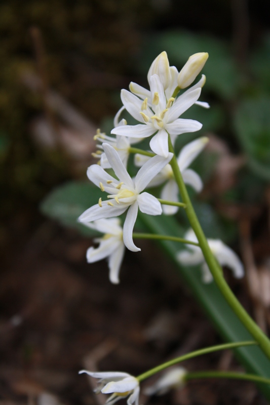 Image of Scilla bifolia specimen.