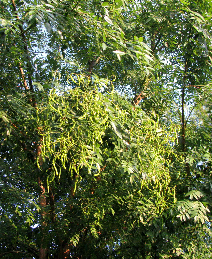 Image of Styphnolobium japonicum specimen.