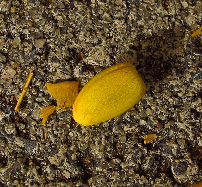 Image of Brachychiton australis specimen.