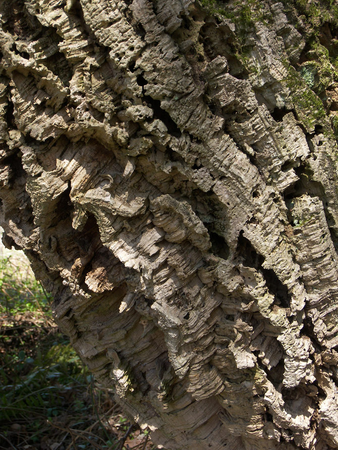 Изображение особи Quercus suber.