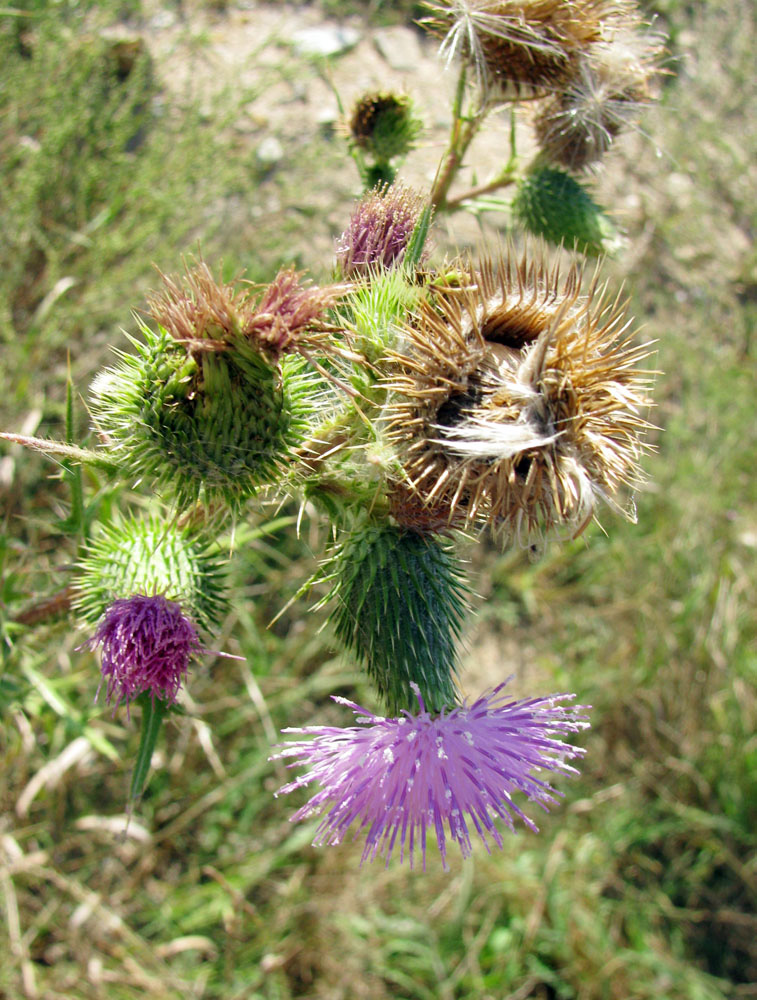 Image of Cirsium vulgare specimen.