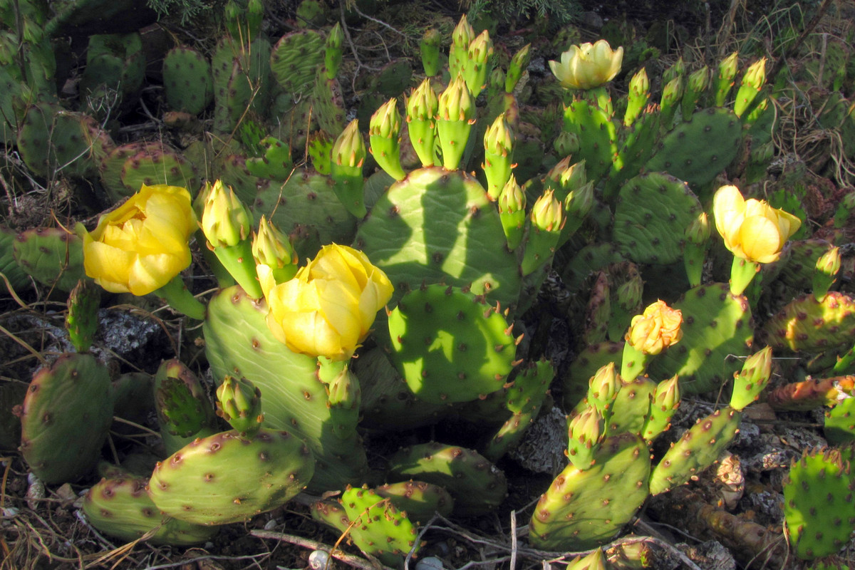 Image of Opuntia humifusa specimen.