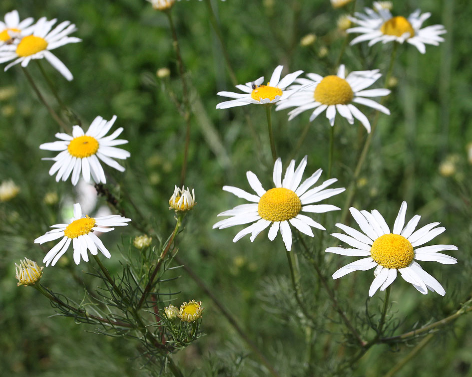 Изображение особи Tripleurospermum inodorum.