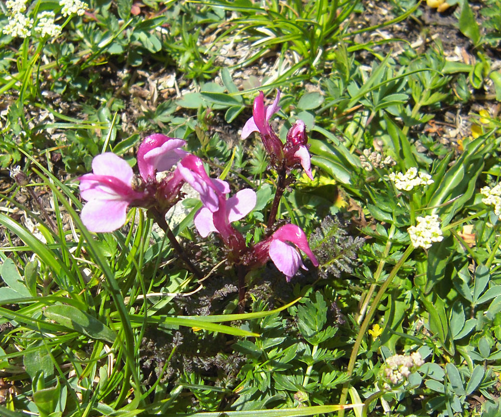 Изображение особи Pedicularis nordmanniana.