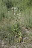 Lepidium latifolium. Цветущие растения. Южный Казахстан, правобережье Сыр-Дарьи выше устья Арыси. 27.05.2012.