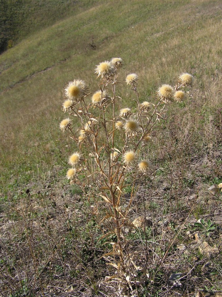 Image of Carlina biebersteinii specimen.