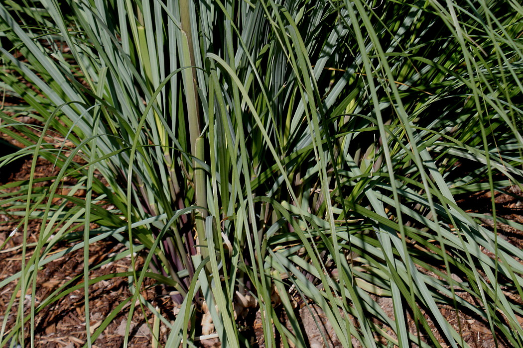 Image of Cortaderia selloana specimen.