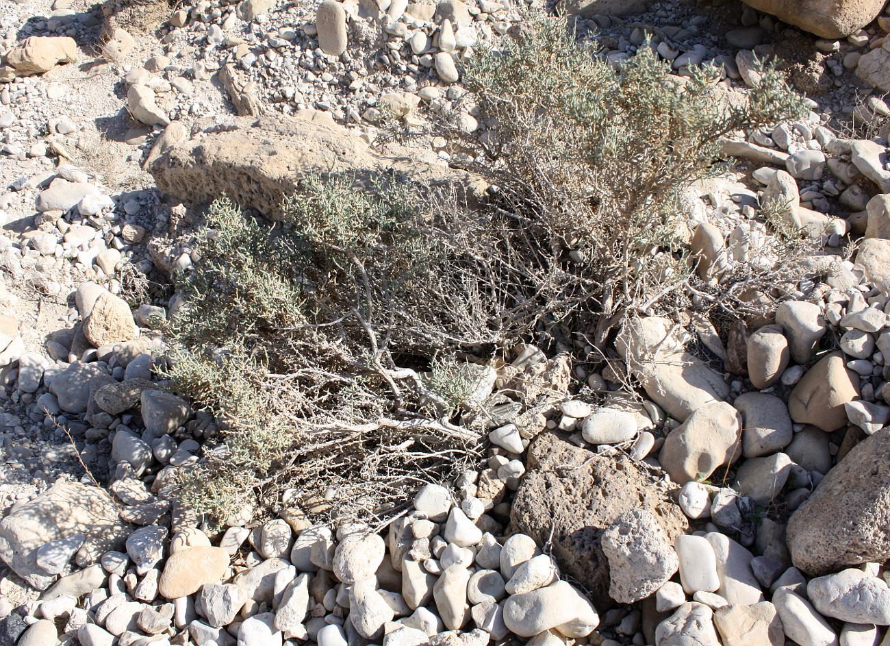 Image of Anabasis articulata specimen.