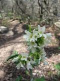 Arabis turrita