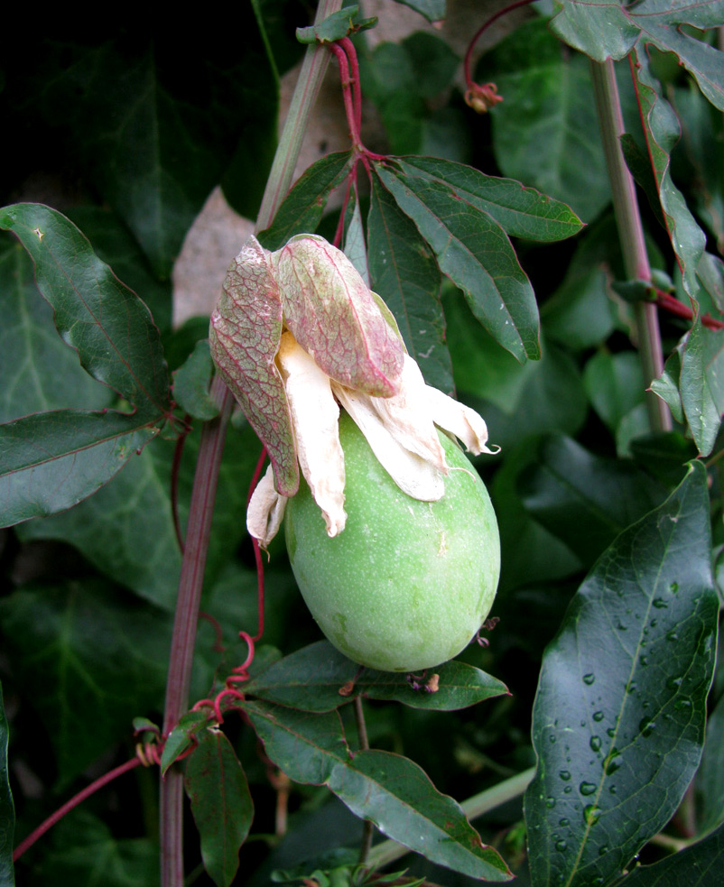 Image of Passiflora caerulea specimen.