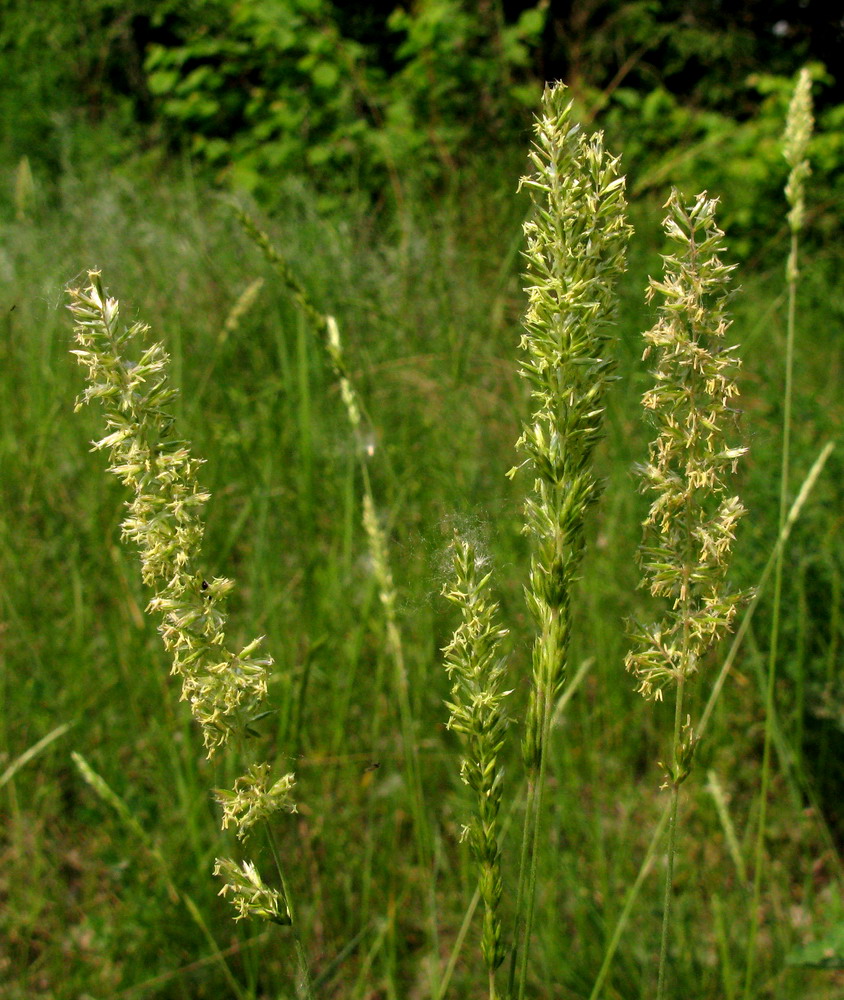 Image of Koeleria thonii specimen.