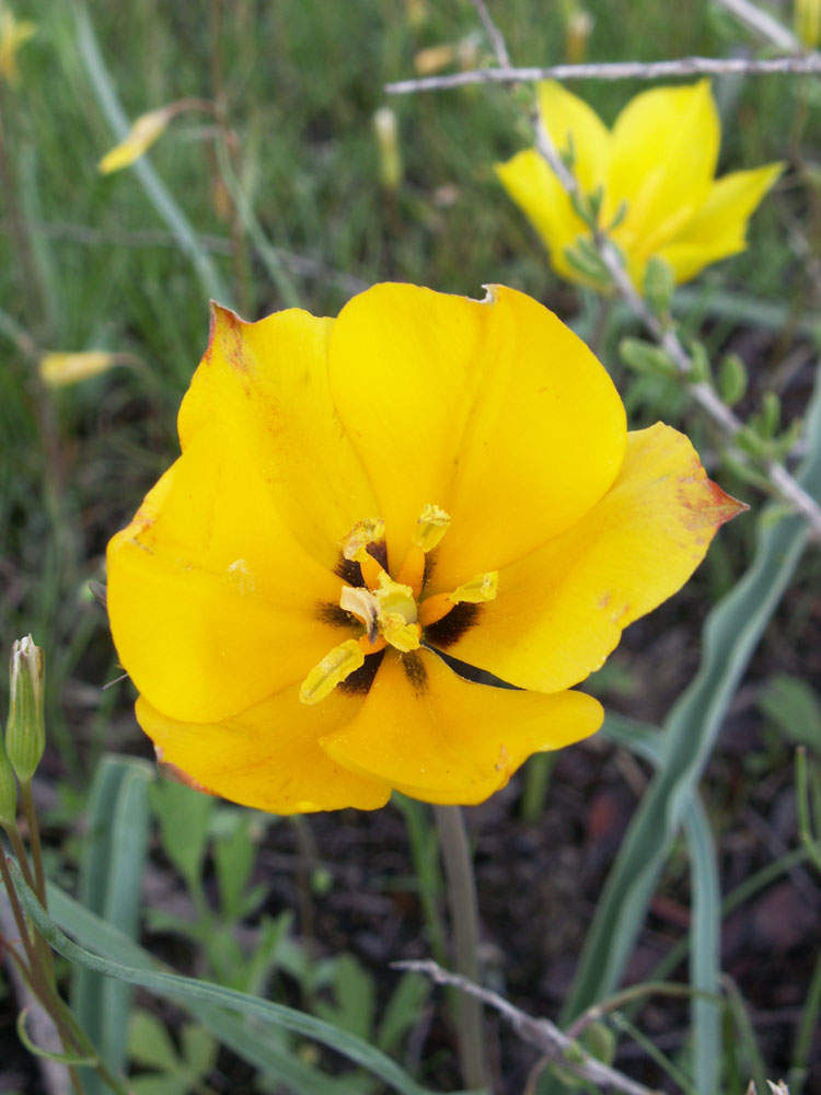 Image of Tulipa ostrowskiana specimen.