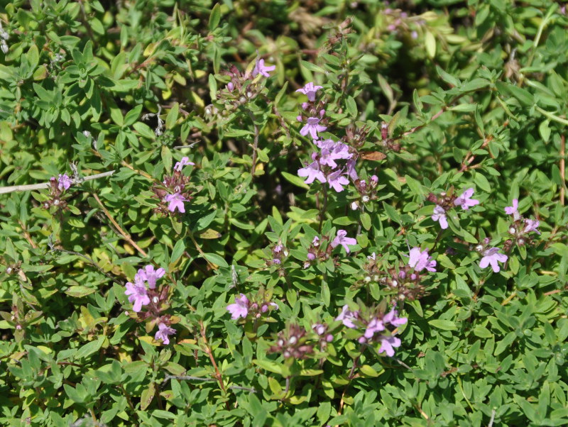 Image of genus Thymus specimen.