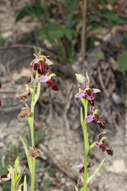 Изображение особи Ophrys &times; aghemanii.