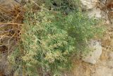 Peganum harmala. Плодоносящее растение. Израиль, г. Беэр-Шева, рудеральное местообитание. 14.05.2013.