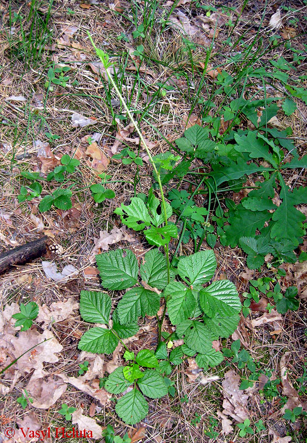 Image of Rubus saxatilis specimen.