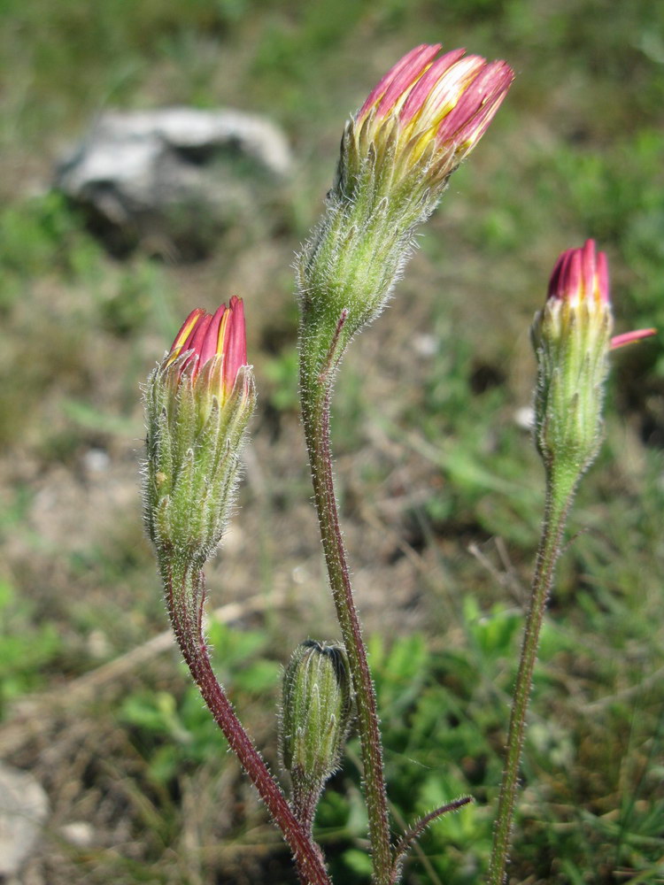 Image of Leontodon biscutellifolius specimen.