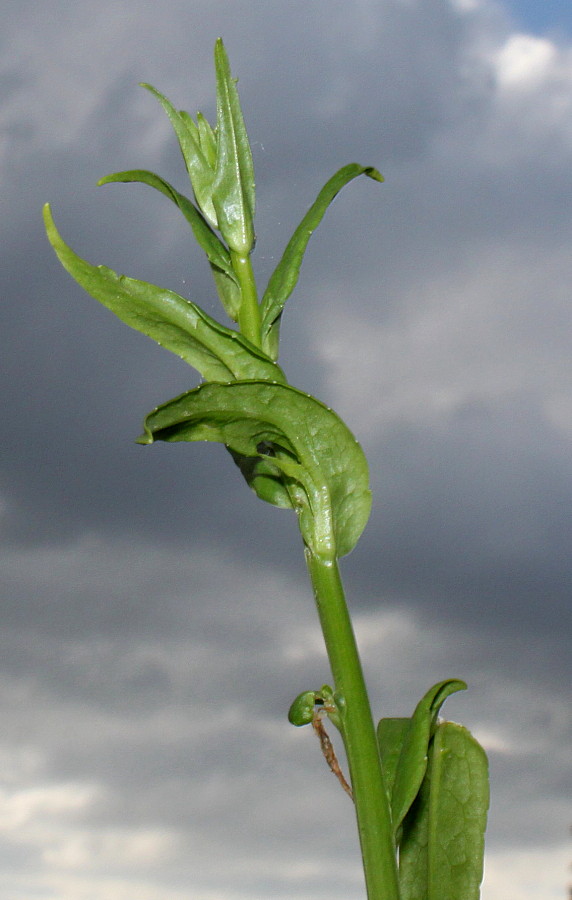 Изображение особи Campanula persicifolia.