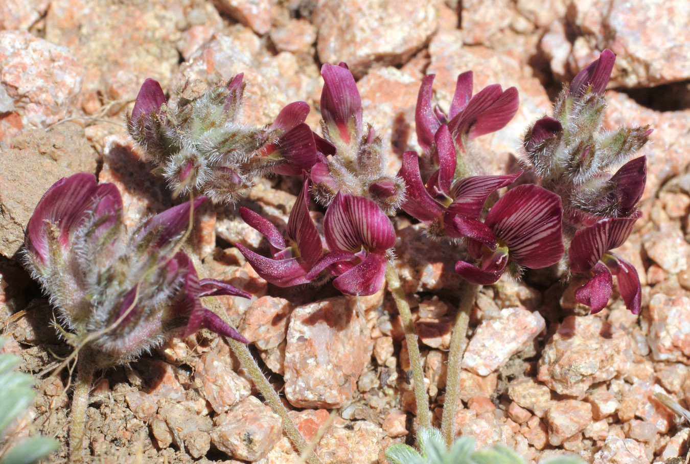 Изображение особи Oxytropis jucunda.