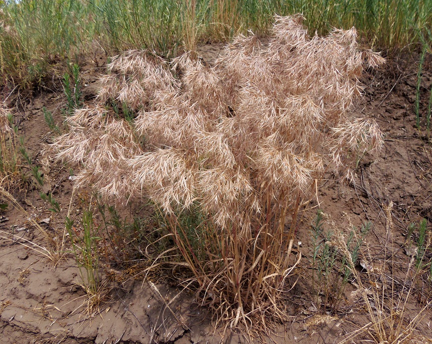 Image of Anisantha tectorum specimen.