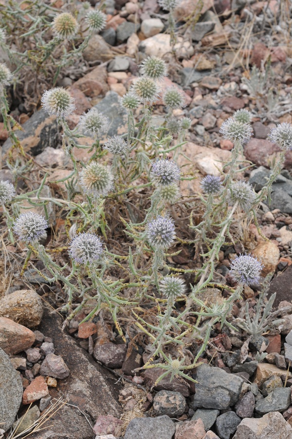 Image of Echinops nanus specimen.