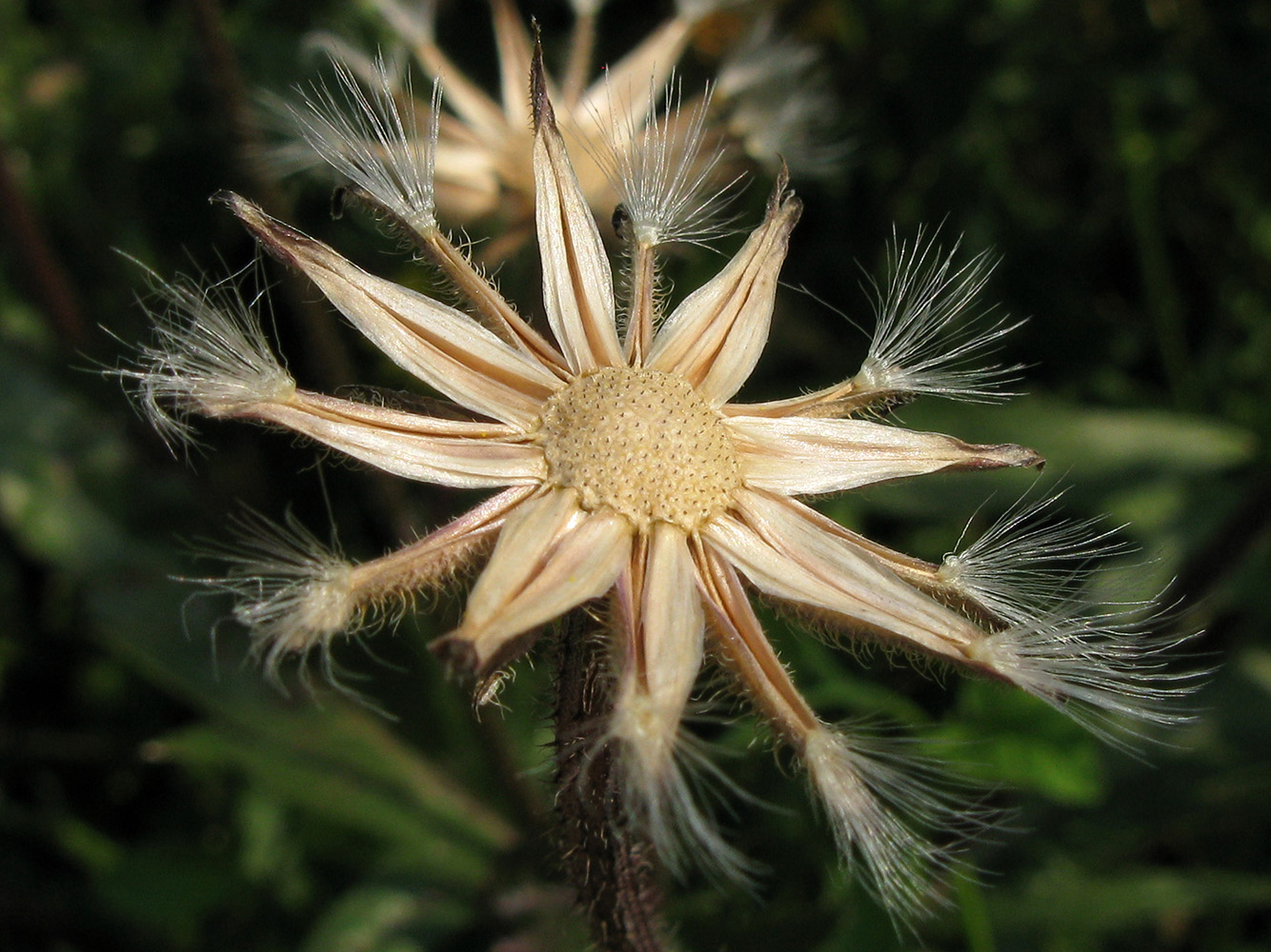 Изображение особи Crepis rhoeadifolia.