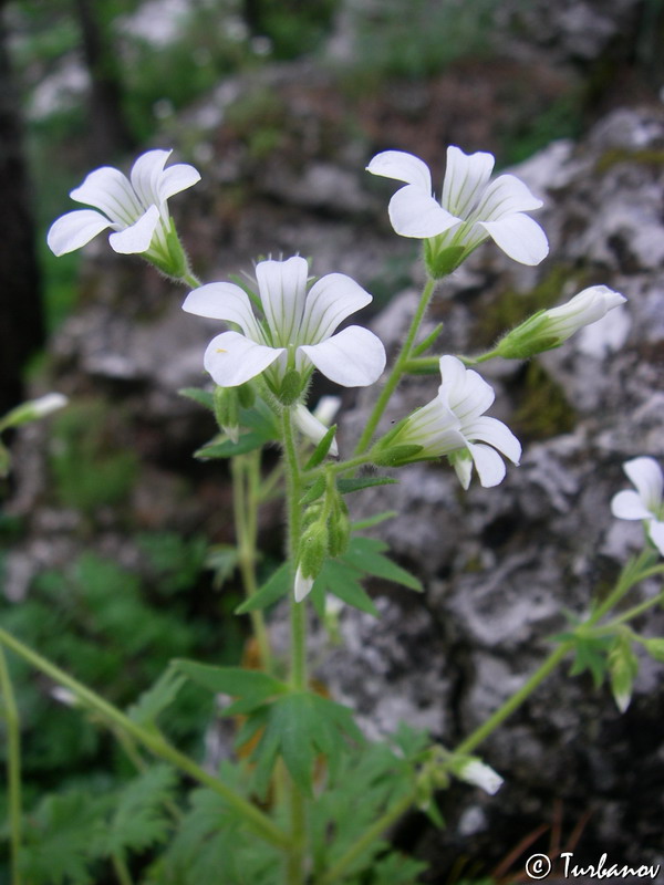 Image of Saxifraga irrigua specimen.