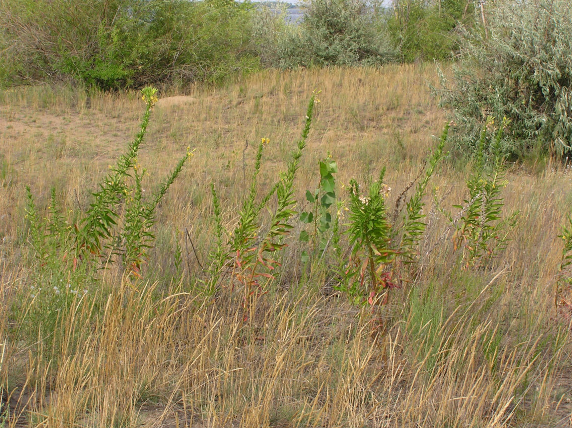 Изображение особи Oenothera biennis.