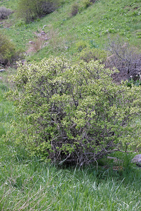 Image of Lonicera tianschanica specimen.