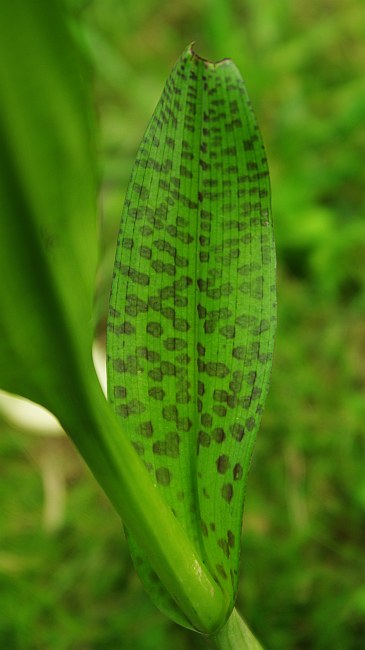 Image of Dactylorhiza baltica specimen.