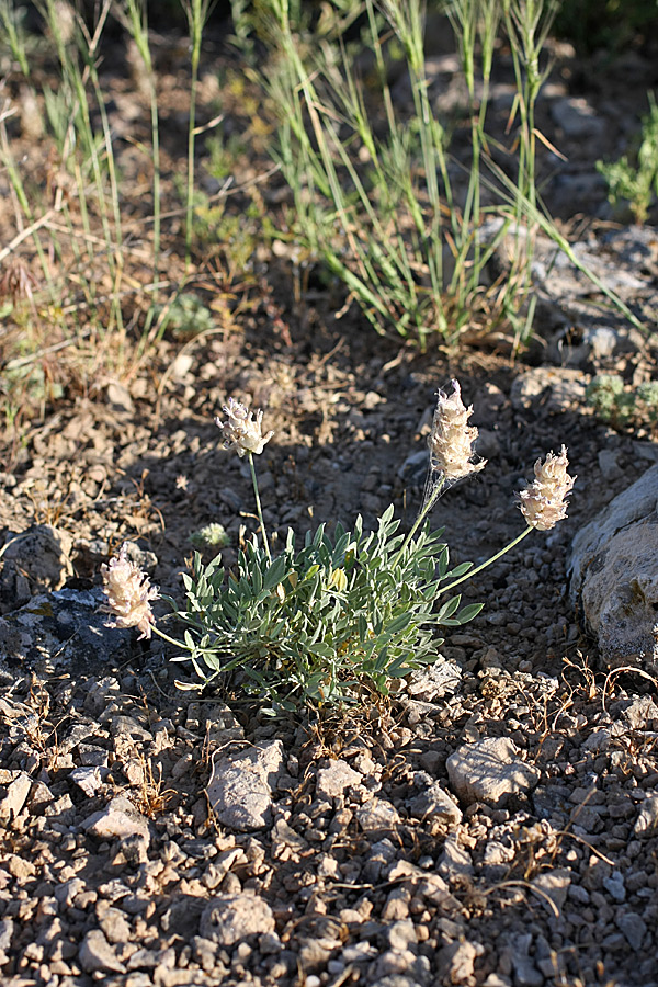 Image of Astragalus schrenkianus specimen.