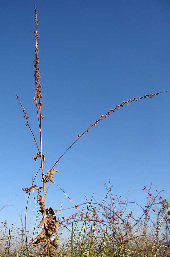 Image of Agrimonia eupatoria specimen.