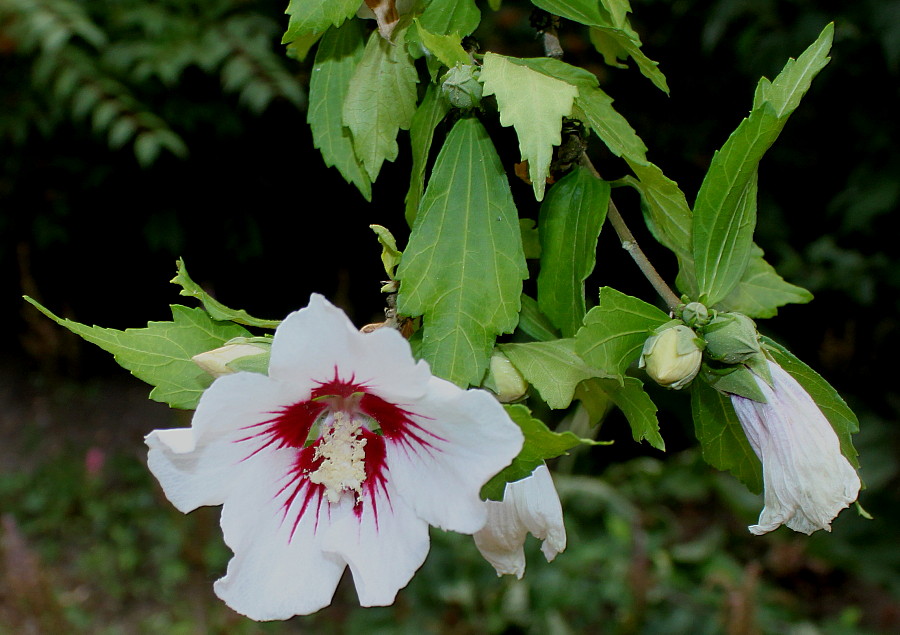 Изображение особи Hibiscus syriacus.