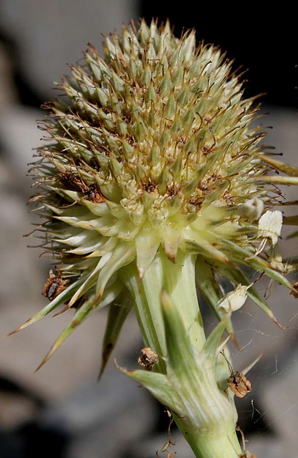 Изображение особи Eryngium pandanifolium.