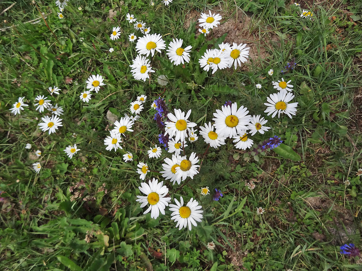 Image of familia Asteraceae specimen.