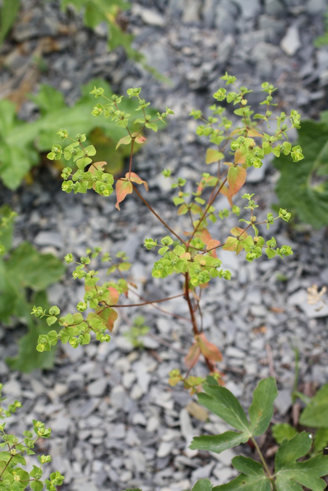 Image of Euphorbia stricta specimen.