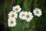 Смотреть изображение Pyrethrum corymbosum