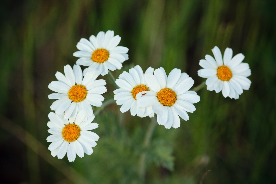 Изображение особи Pyrethrum corymbosum.