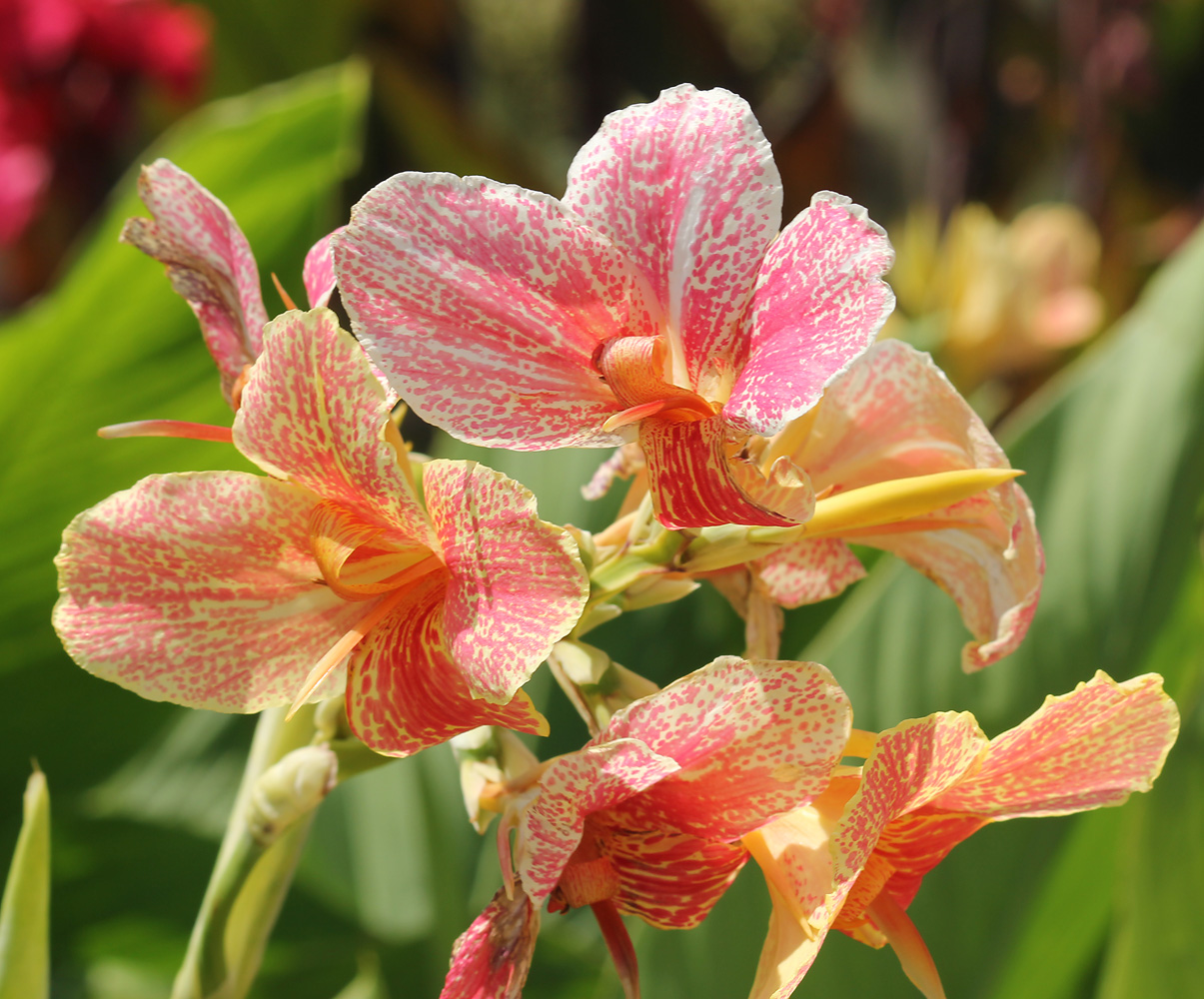 Image of Canna &times; orchiodes specimen.