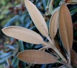 Rhododendron yakushimanum