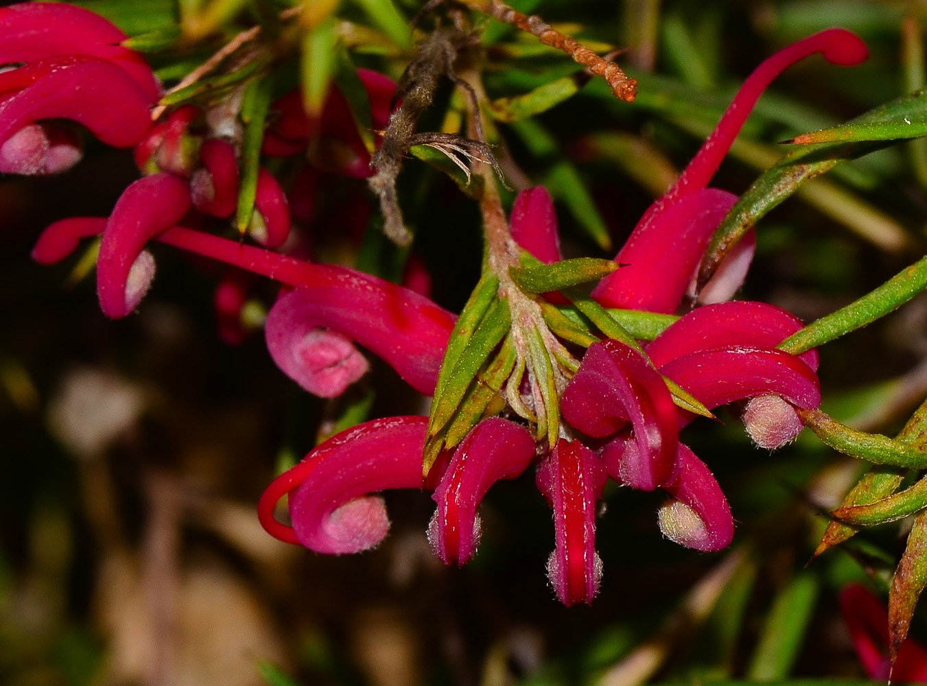 Image of Grevillea rosmarinifolia specimen.