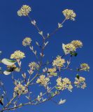 Viburnum × burkwoodii. Ветвь с развивающимися соцветиями. Германия, г. Дюссельдорф, Ботанический сад университета. 10.03.2014.
